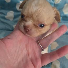 Kovu - Fawn male Chihuahua puppy in Kyle, Texas from joy of chihuahuas tx