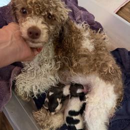Maple - Poodle