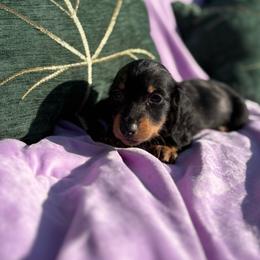 Moonlight - Dapple male Dachshund puppy in Temecula, California from Naomi Magee's Dachshund Kennel