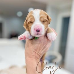 Charlie Brown - Red male Bernedoodle puppy in Sulphur, Louisiana from Curly Q’s Of Carlyss