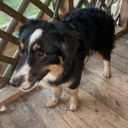 Missy - Miniature Australian Shepherd