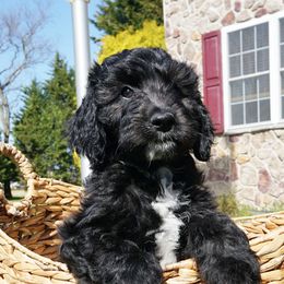 Blue Boy - Black and white Aussiedoodle puppy in Maryland from Alexander Oodles of Doodles