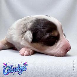 GLADYS - Blue Merle Female - Blue merle female Australian Shepherd puppy in Gainesville, Texas from Lady Luck Aussies