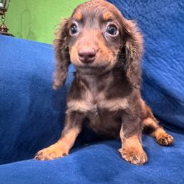 Hans - Chocolate and cream male Dachshund puppy in Cabool, Missouri from Country Magic Farms Dachshunds