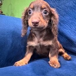 Hans - Chocolate and cream male Dachshund puppy in Cabool, Missouri from Country Magic Farms Dachshunds