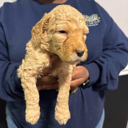 Rose - Cream female Goldendoodle puppy in Simpsonville, South Carolina from D & D Golden Doodles, LLC