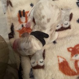 Black Collar - Lemon and white male Basset Hound puppy in Callao, Virginia from Walk The Line Basset Hounds