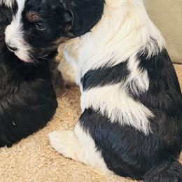 Vixon - Tri-color female Bernedoodle puppy in Saint Francis, Kansas from Land of Oz Doodles