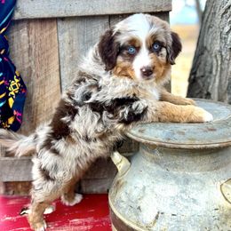 Scarlet - Red merle female Assorted Doodle Crosses puppy in Randolph, Utah from Dry Canyon Pups