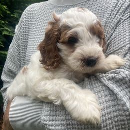 Snickers - Sable and white male Cockapoo puppy in Strasburg, Pennsylvania from Dana's Domain Cockapoos