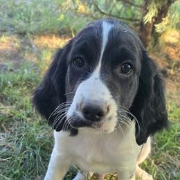 Firefighter - Black and white male English Springer Spaniel puppy in Palisade, Colorado from Bigfoot's Kennel