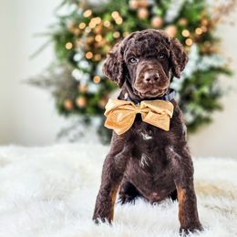 Cypress - Phantom male Poodle puppy in Gaylord, Michigan from Dog Mom Co.