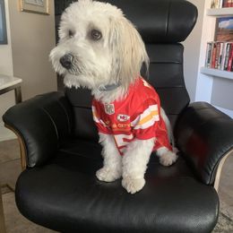 Havanese All Grown Up from Bentley’s Beloved Havanese