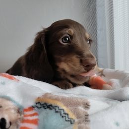 Dachshund Puppies from Dachshundly Perfect