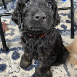 Goldendoodle Puppies from PNW Puppies