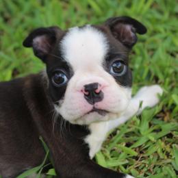 Nixi Ready to go home vet checked - Black brindle and white female Boston Terrier puppy in Brooksville, Florida from I Love Pups
