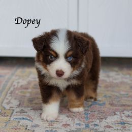 Dopey - Red tri male Miniature Australian Shepherd puppy in Prague, Oklahoma from Clay Creek Aussies