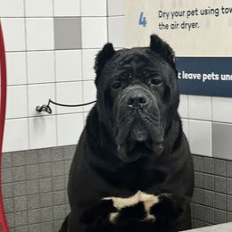 𝑂𝑟𝑒𝑜 - Cane Corso