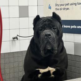 𝑂𝑟𝑒𝑜 - Cane Corso