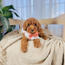 Apple - Red  female Goldendoodle puppy in Elizabethtown, Kentucky from Reddy Poodles & Doodles