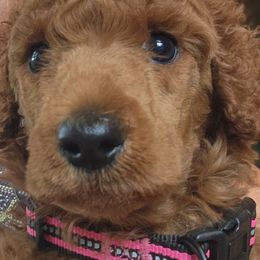Lily - Red  female Poodle puppy in Stephentown, New York from Creme de la Poodle, standard poodles