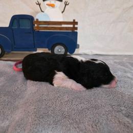 Glitter - Black and white female Sheepadoodle puppy in Weatherford, Texas from Oodles of poodles and doodles