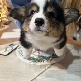 Hershey - Black and tan male Pembroke Welsh Corgi puppy in Atascadero, California from California Corgis and Kunes