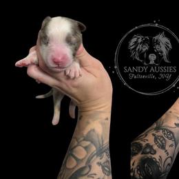 Jingle - Blue merle male Australian Shepherd puppy in Fultonville, New York from Sandy Aussies, Mini Dachshunds & Pomeranians