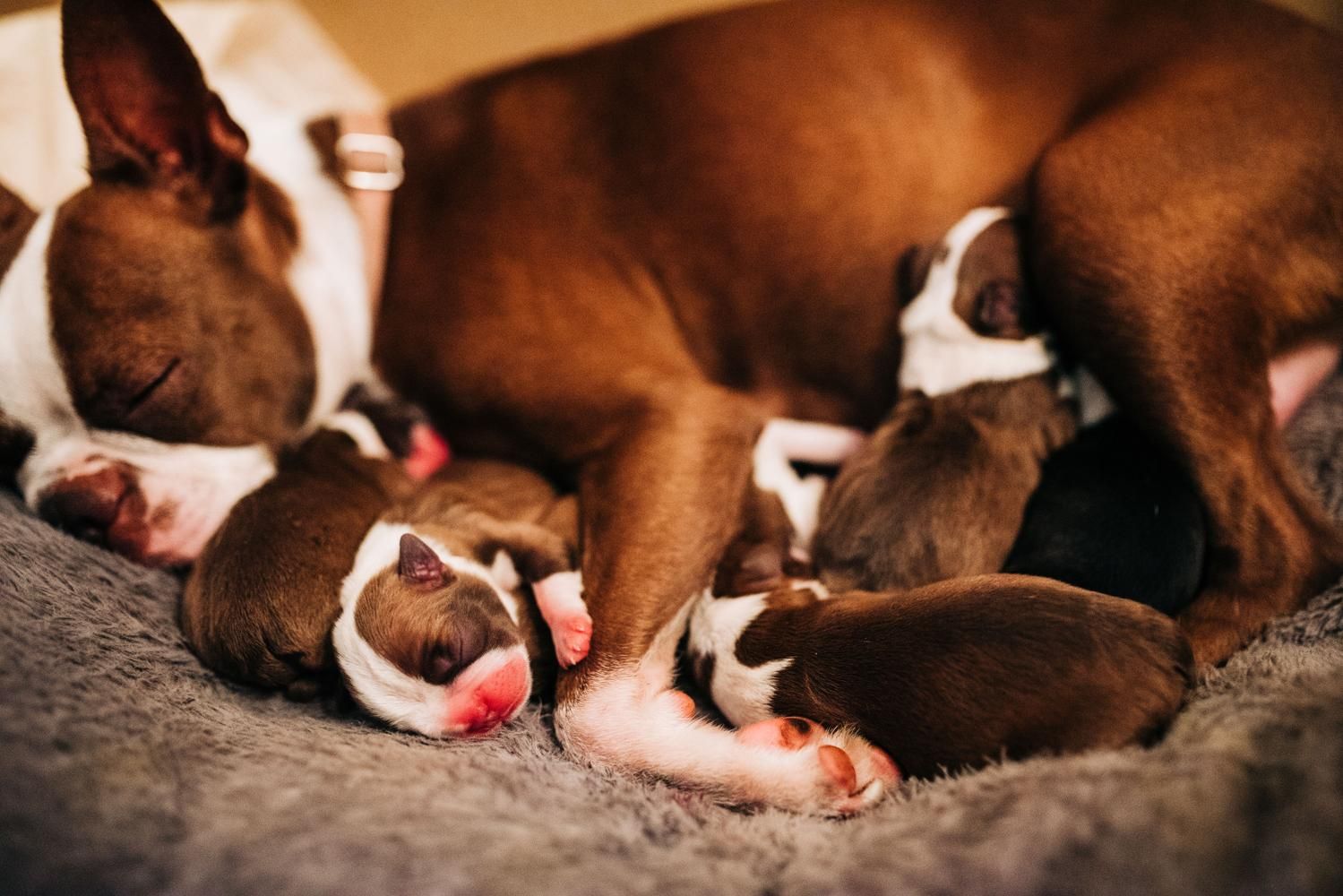 Boston Terrier mom cuddles her young puppies