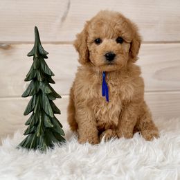 Boy 2 - male Poodle puppy in Pentwater, Michigan from Dumaw Creeks Pups