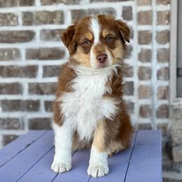 Arbor - Red tri-color male Miniature American Shepherd puppy in Herriman, Utah from Painted Blue Aussies
