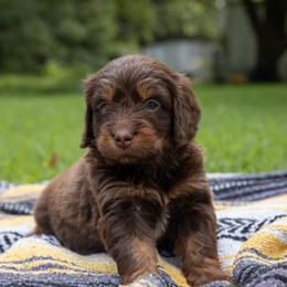 Storm Fly - Red phantom female Aussiedoodle puppy in Mountain Home, Arkansas from Amos and Oak Doodles