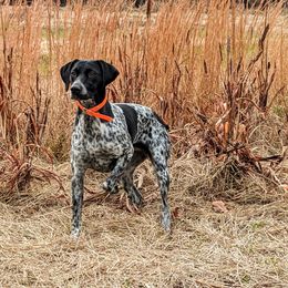 Dali - German Shorthaired Pointer