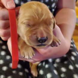 Red - Dark golden female Golden Retriever puppy in Lanesboro, Minnesota from Eagle Ridge Golden Retrievers