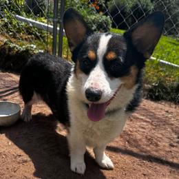 Smokey - Pembroke Welsh Corgi