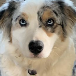 Pearl - Australian Shepherd