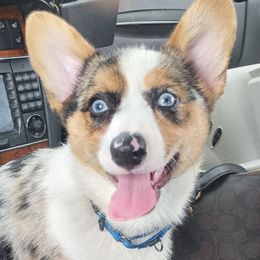 Lexi - Pembroke Welsh Corgi