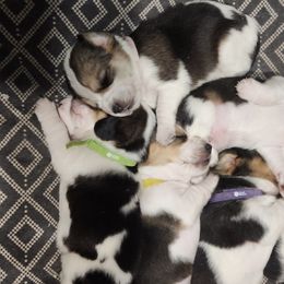 Beagles from Quacks Beagles