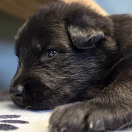 Vader - Black male Shiloh Shepherd puppy in Anza, California from Stunning Shiloh Shepherds