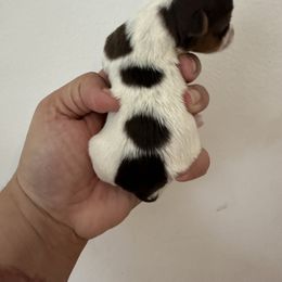 Waylon - Parti male Yorkshire Terrier puppy in Rochester, New York from Tnt Yorkies and Cosmic corgis