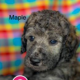 Maple - Sable female Poodle puppy in Greenville, North Carolina from Grace Poodles