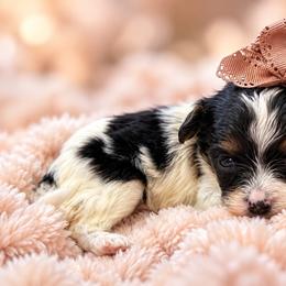 Sunshines Falling in Love Litter  AUTUMN - Tri-color female Cavapoo puppy in Harrah, Oklahoma from Sunshines Pomeranians & Cavapoos