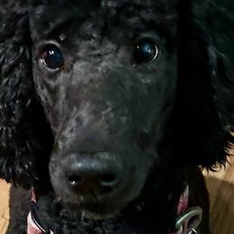 Magic - Poodle