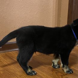 Boy 1 - Bi-color German Shepherd puppy in Stratford, Oklahoma from Vom Curtis Haus Kennels