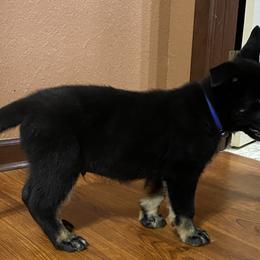 Boy 1 - Bi-color German Shepherd puppy in Stratford, Oklahoma from Vom Curtis Haus Kennels