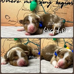 (5) Wishbone - Red merle female Miniature Australian Shepherd puppy in Huntington, Texas from JKKJ Farms