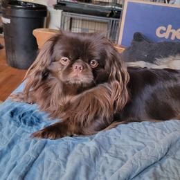 Chocoli - Pekingese