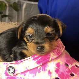 Yorkshire Terrier Puppies from YorkiStars