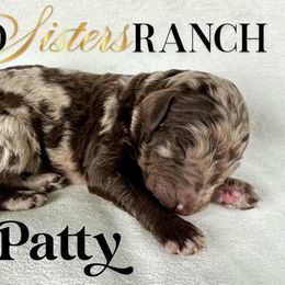 Patty - female Newfypoo puppy in Jackson, Missouri from Two Sisters Ranch, LLC