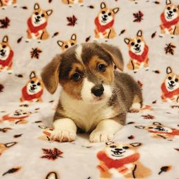 Melody - Blue female Pembroke Welsh Corgi puppy in Warrensburg, New York from The Adirondack Corgi